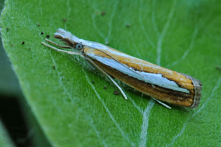 Travařík bělopruhý Catoptria margaritella