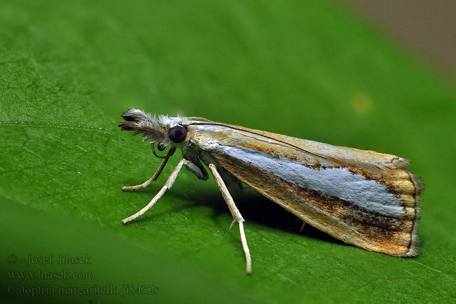 Catoptria margaritella