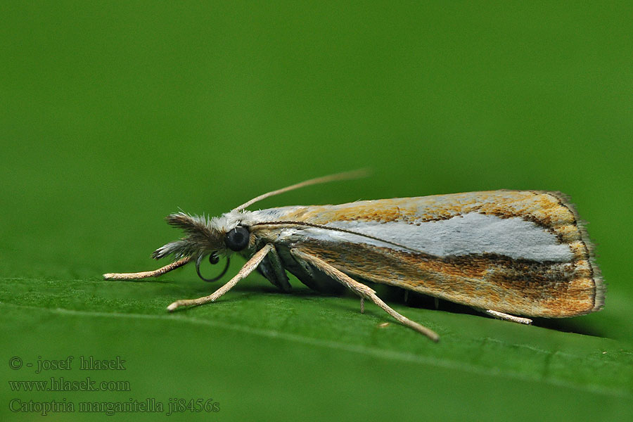 Catoptria margaritella