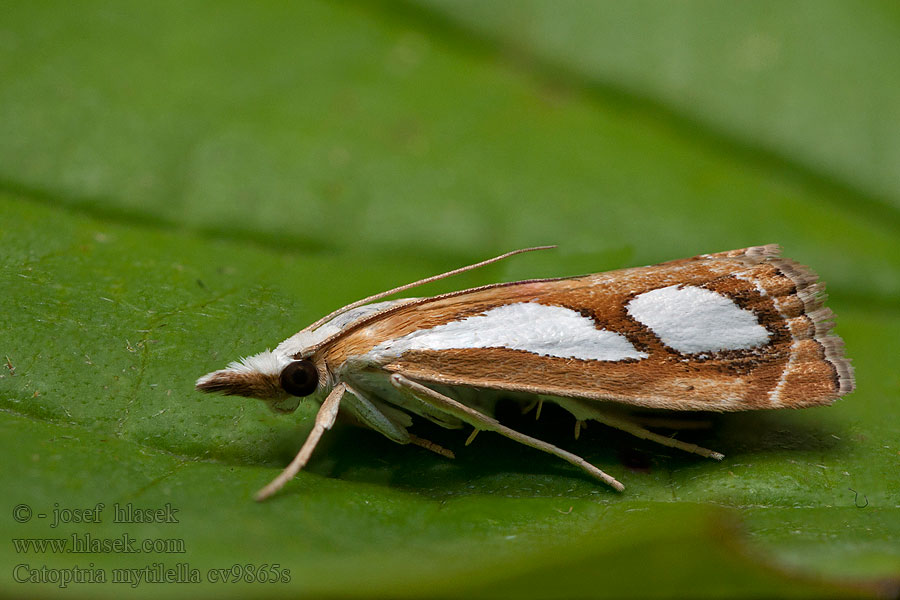 Catoptria mytilella Trávovec oblúčkatý Huldregräsmott