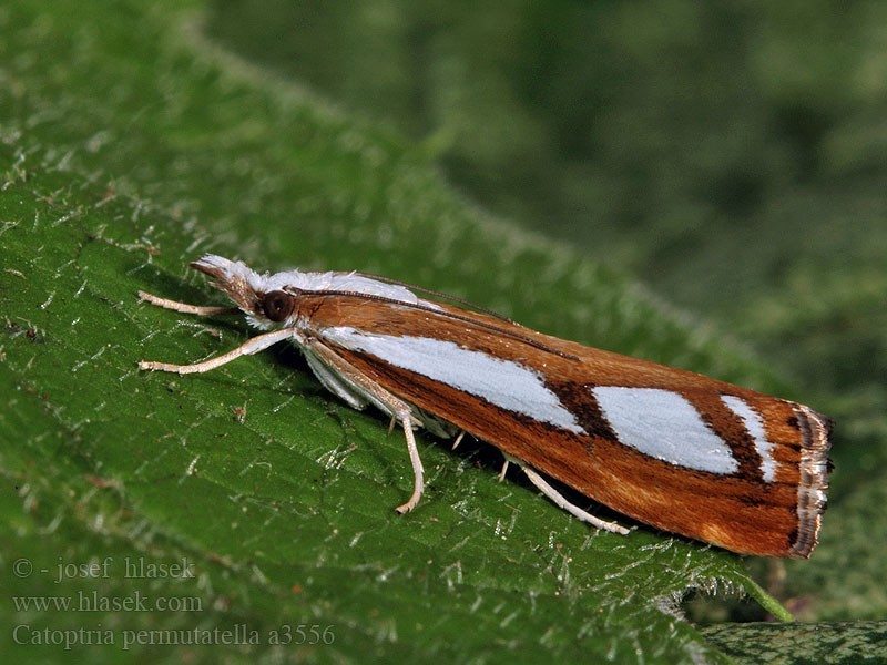 Catoptria permutatella permutatellus