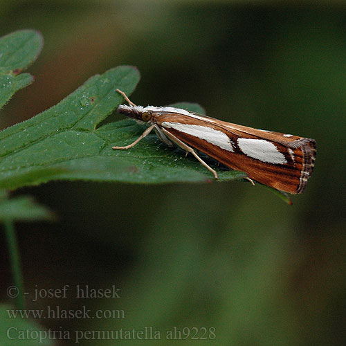 Catoptria permutatella permutatellus Travařík stříbroskvrnný Treflekket nebbmott Trávovec machový