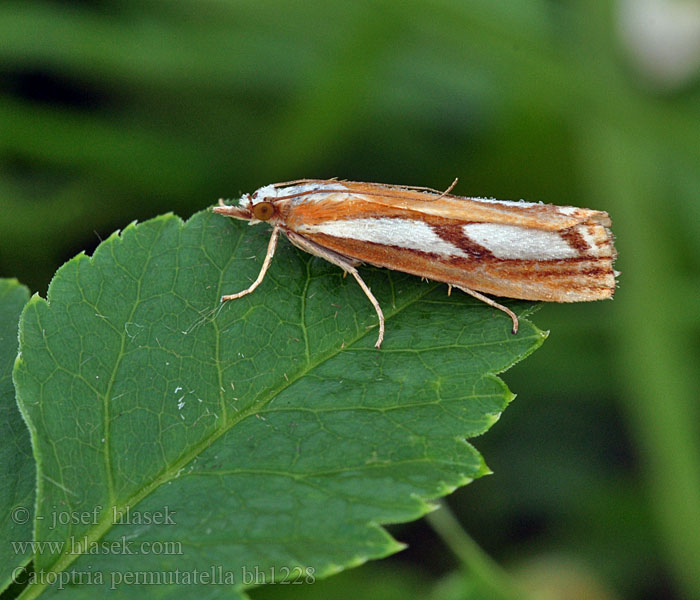 Catoptria permutatella