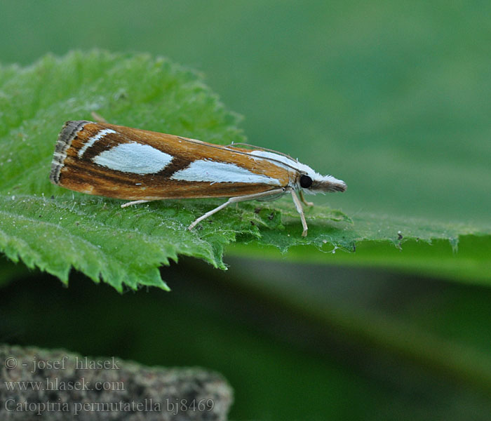 Catoptria permutatella Travařík stříbroskvrnný