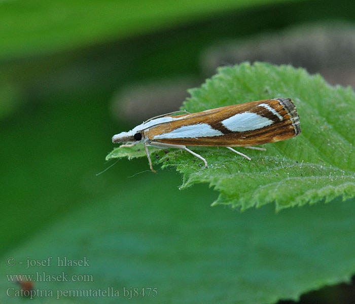 Catoptria permutatella Treflekket nebbmott