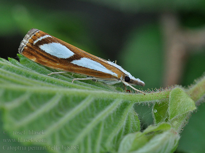 Catoptria permutatella Trávovec machový