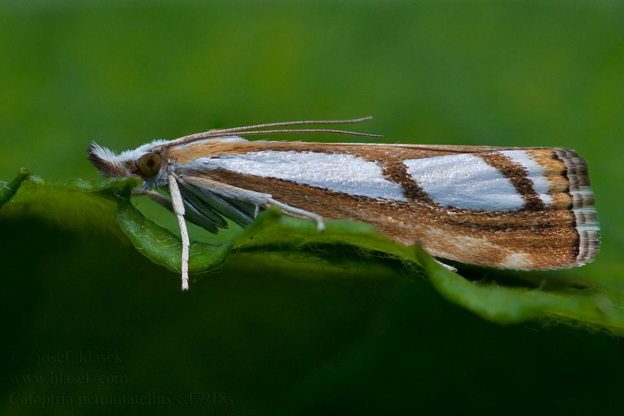 Travařík stříbroskvrnný Catoptria permutatella