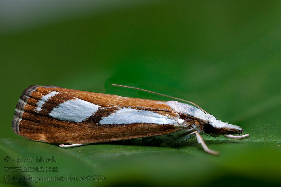 Catoptria permutatella