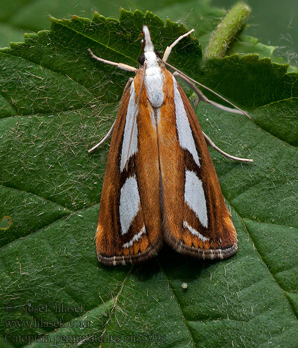 Catoptria permutatella