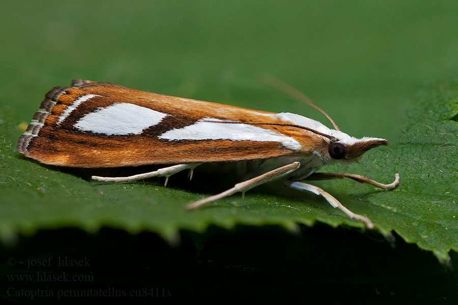 Catoptria permutatella