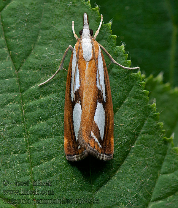 Catoptria permutatella