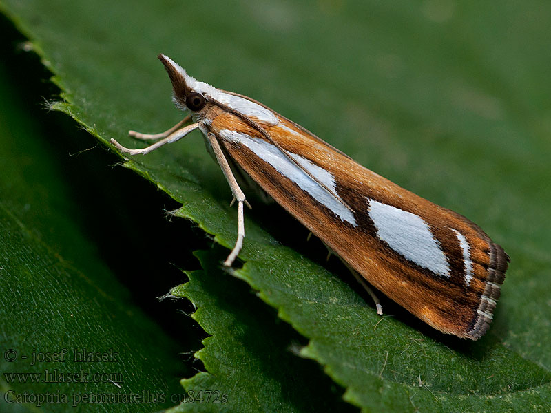 Catoptria permutatella