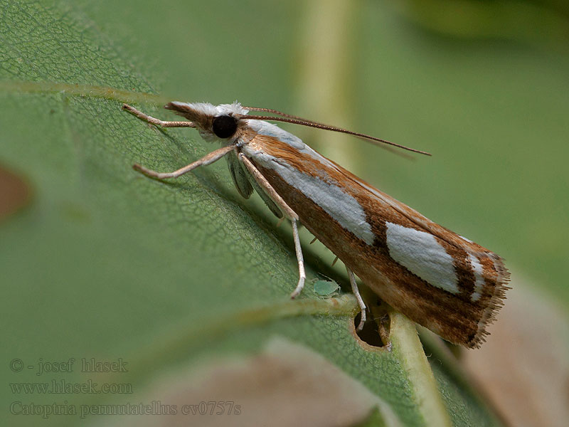 Catoptria permutatella