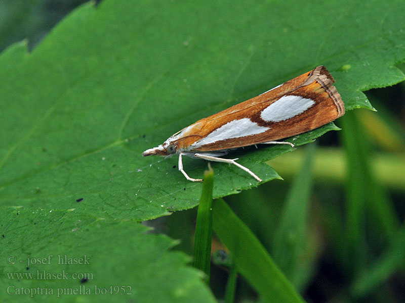 Catoptria pinella