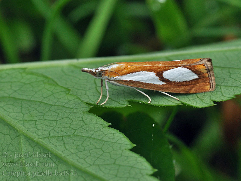 Catoptria pinella Travařík metlicový