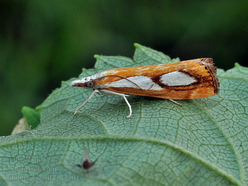 Catoptria pinella Trávovec metlicový