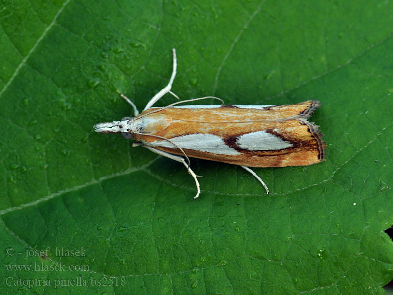 Catoptria pinella Egale vlakjesmot