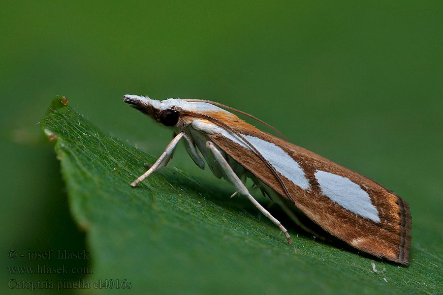 Catoptria pinella