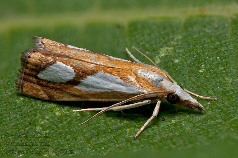 Catoptria pinella Travařík metlicový