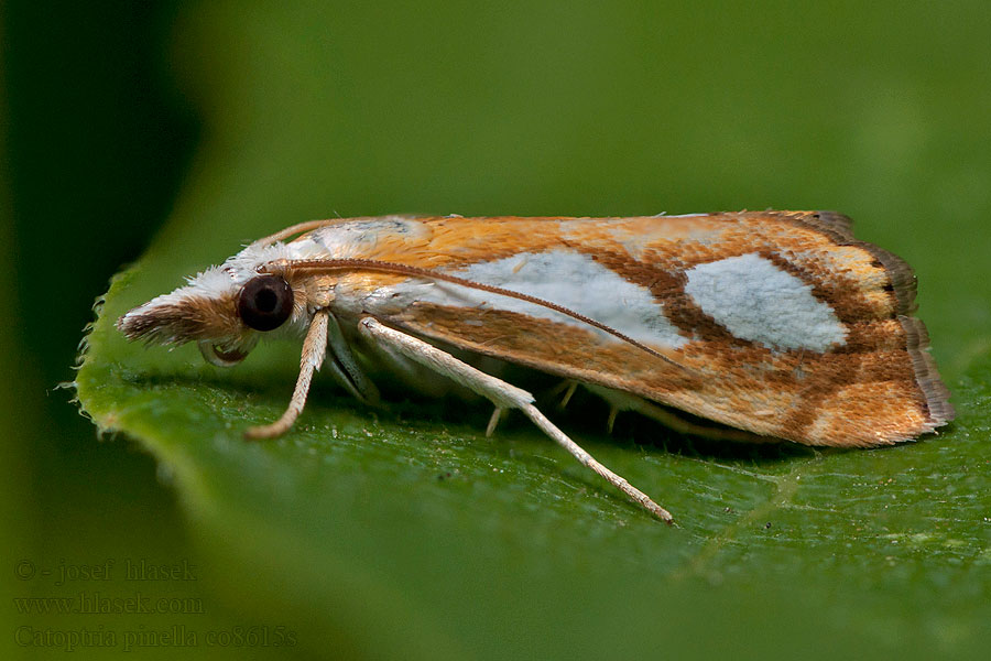 Travařík metlicový Catoptria pinella