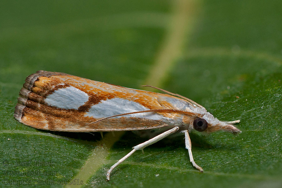 Catoptria pinella