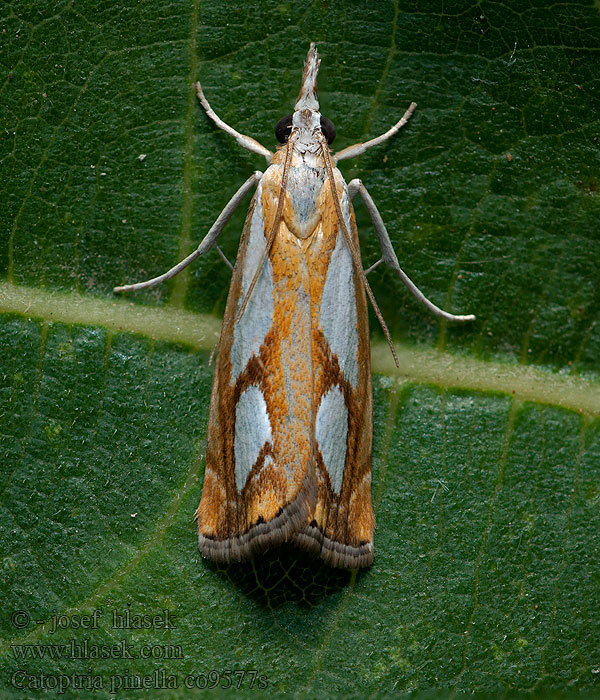 Catoptria pinella