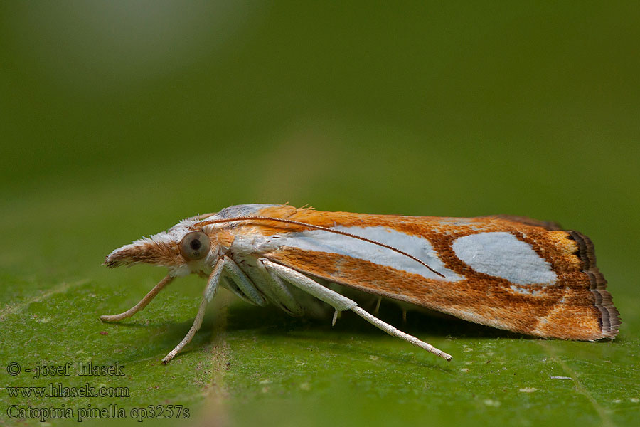 Catoptria pinella