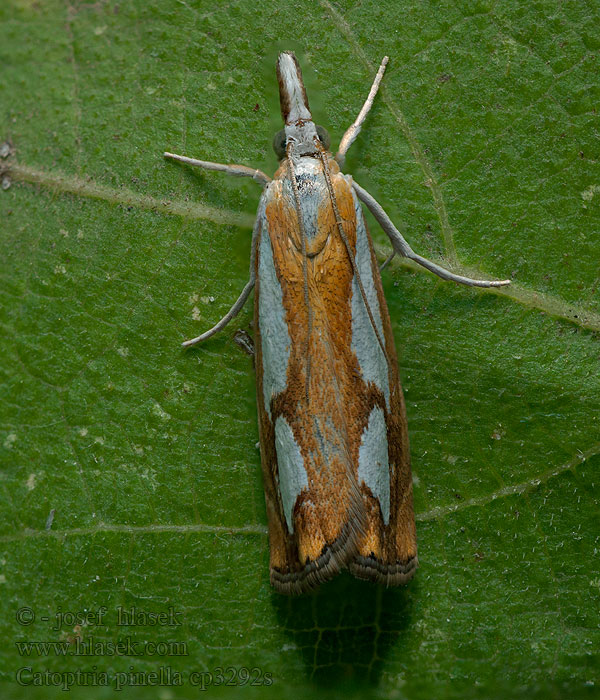 Catoptria pinella