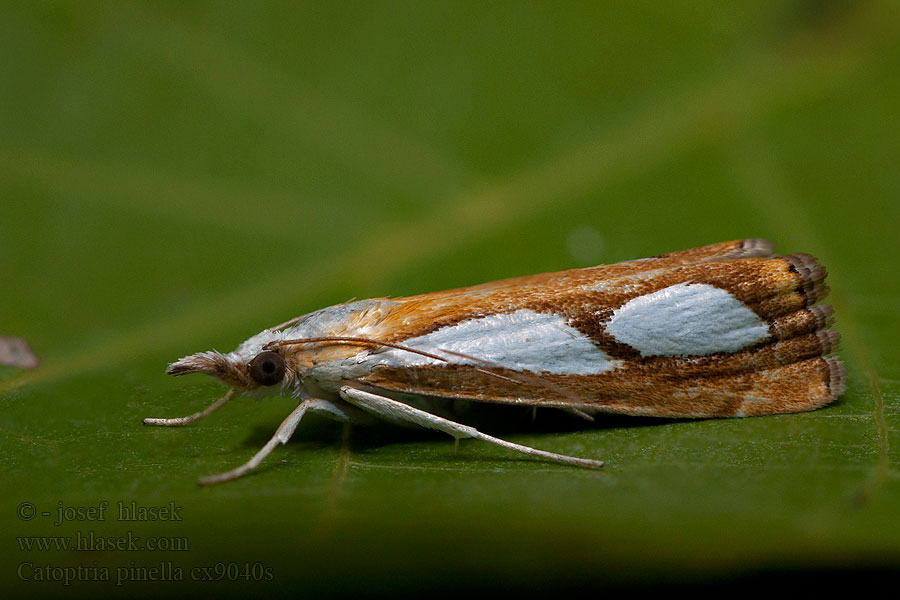 Catoptria pinella