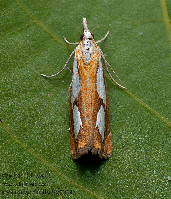 Catoptria pinella