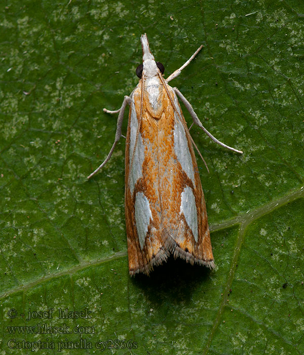 Catoptria pinella