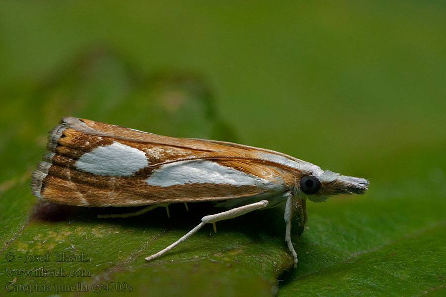 Catoptria pinella