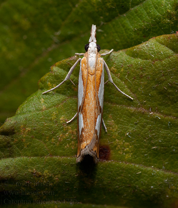 Catoptria pinella