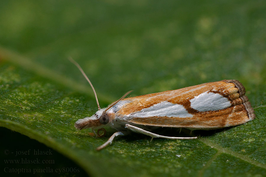 Catoptria pinella