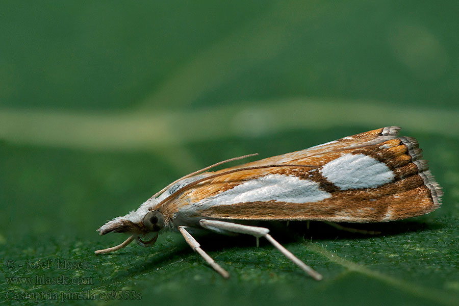 Catoptria pinella