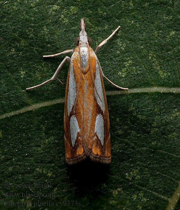 Catoptria pinella