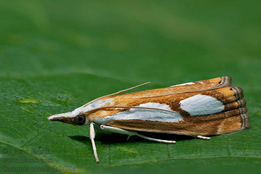 Catoptria pinella