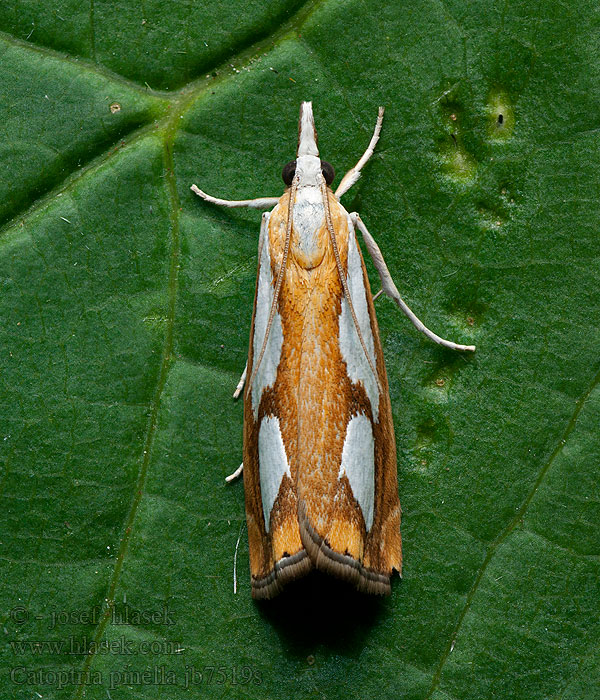 Catoptria pinella