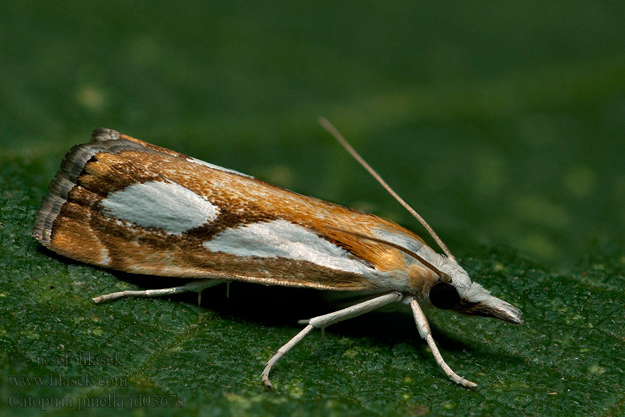 Catoptria pinella