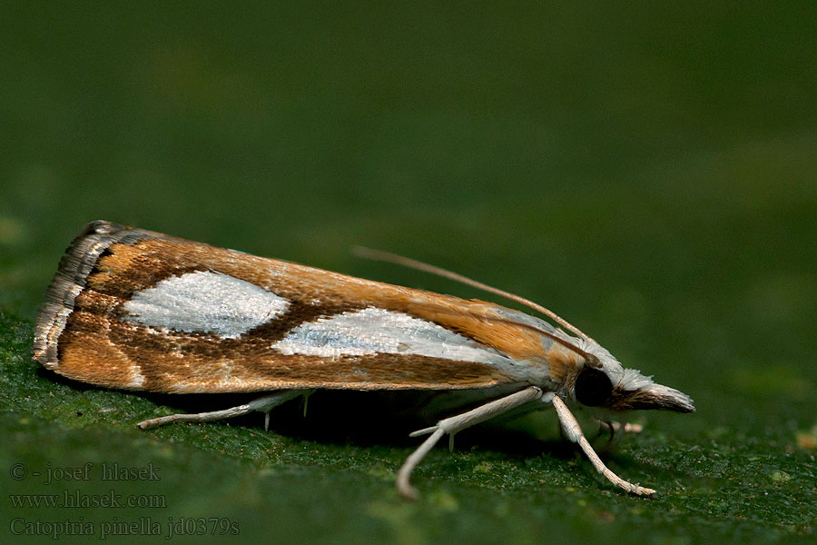 Catoptria pinella