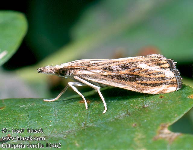 Catoptria verella 10462