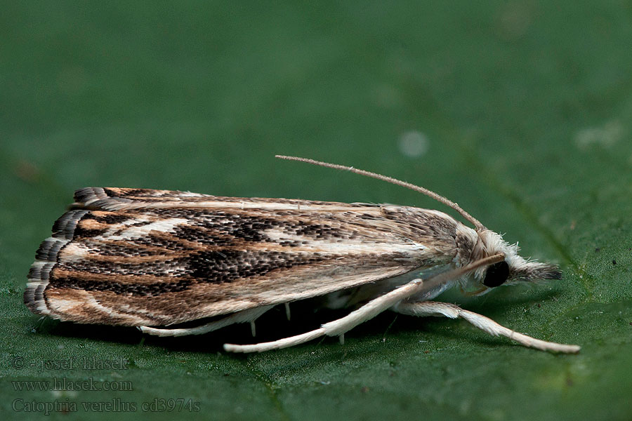 Catoptria verella