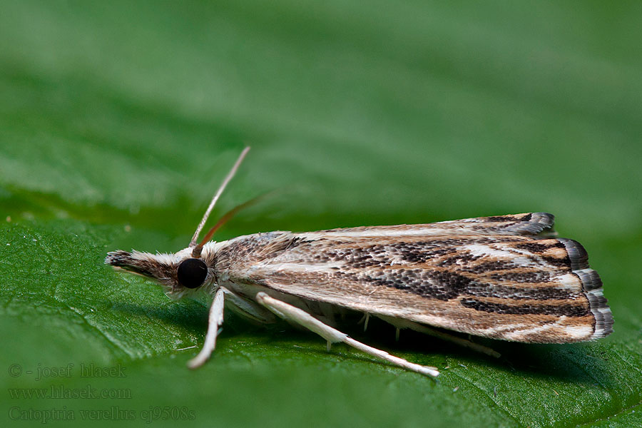 Catoptria verellus