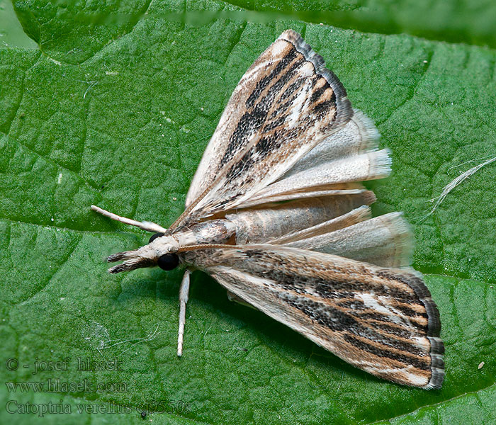 Catoptria verellus