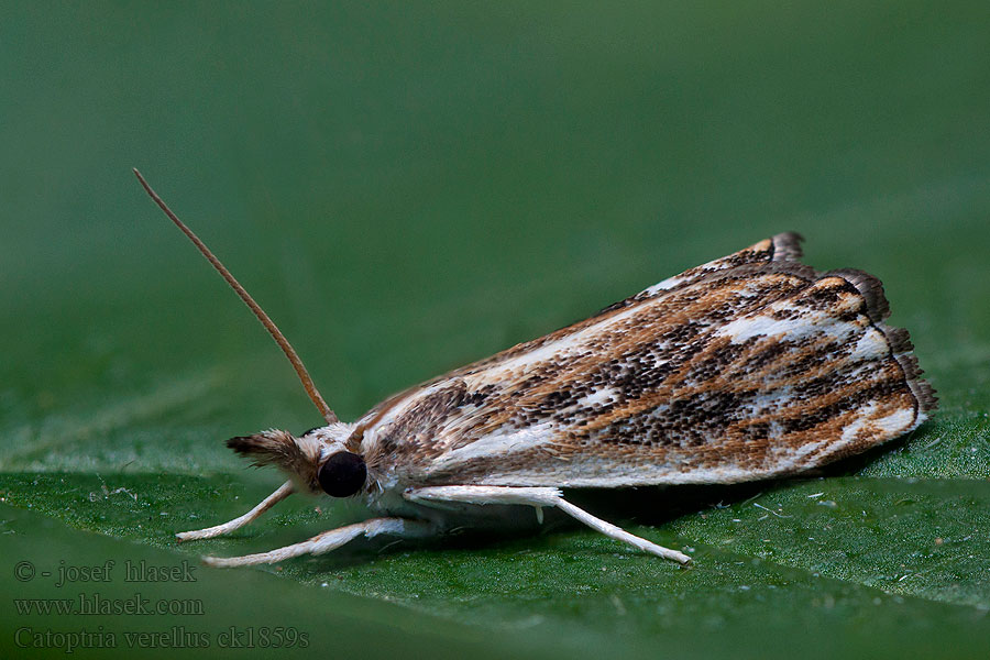 Catoptria verellus