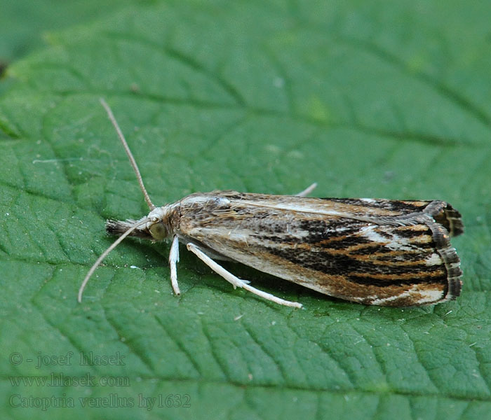 Catoptria verella