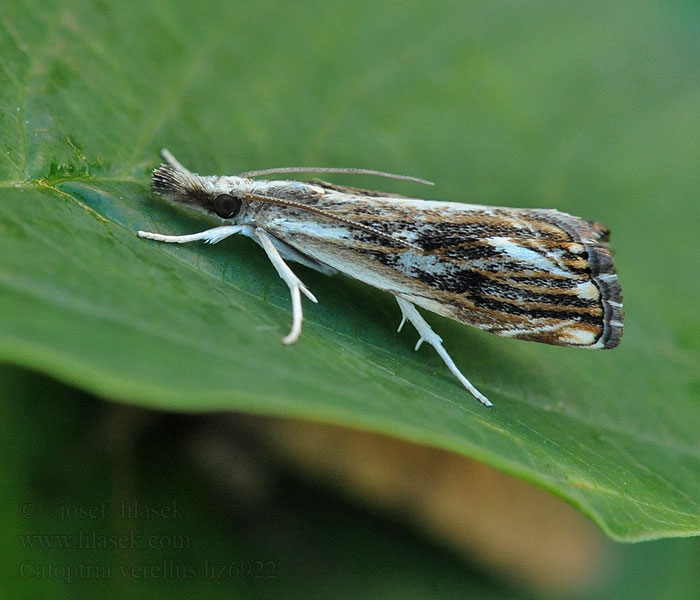 Catoptria verella