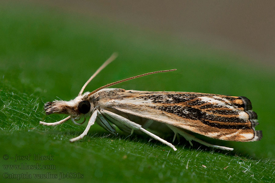 Catoptria verellus