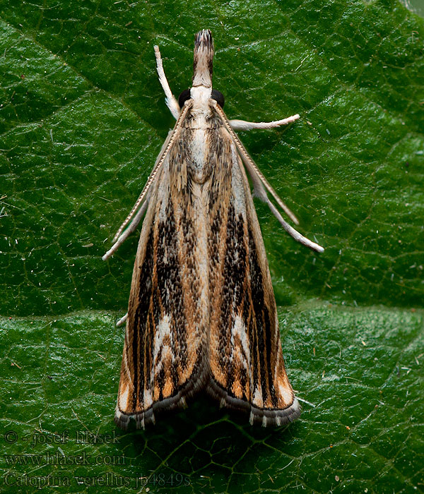 Catoptria verellus