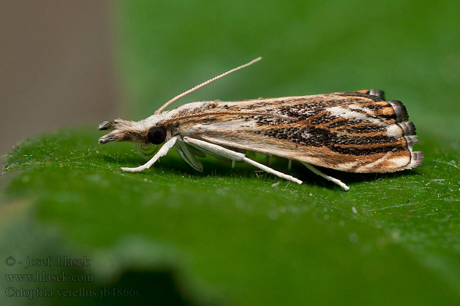 Catoptria verellus